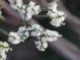 Acmena smithii 2021